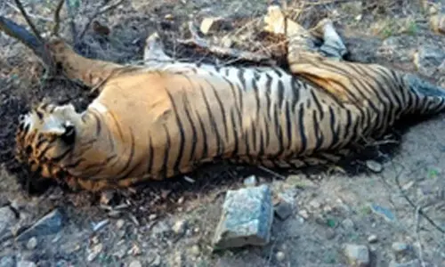 Another tiger found dead in MP, fourth death in a month