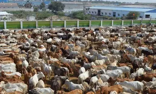 The guardian of abandoned cows