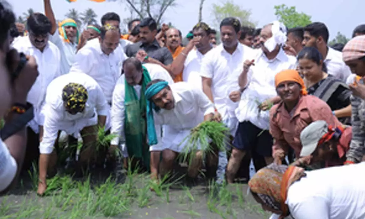 Ktaka BJP chief takes to paddy transplanting; seeks farmer-centric budget Ktaka BJP chief takes to paddy transplanting; seeks farmer-centric budget