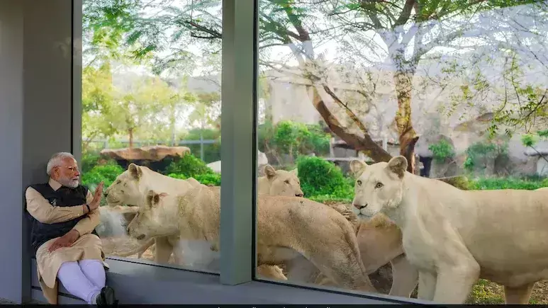PM Modi’s Close Encounter With Lions at Gujarat Wildlife Centre