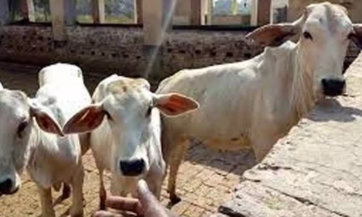 Cabinet approves scheme to prevent, control livestock diseases with Rs.3,880 cr outlay Cabinet approves scheme to prevent, control livestock diseases with Rs.3,880 cr outlay
