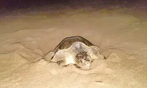 Protecting Olive Ridleys: A race against time