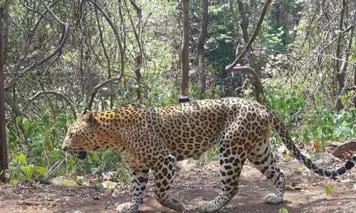 Leopard sighting at Galigopuram area sparks concern