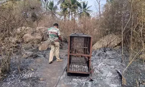 Leopard Captured in Cage: Perishes in Forest Fire After Being Trapped