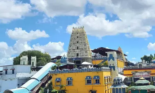 300+ quintals Talambras to meet devotees’ demand