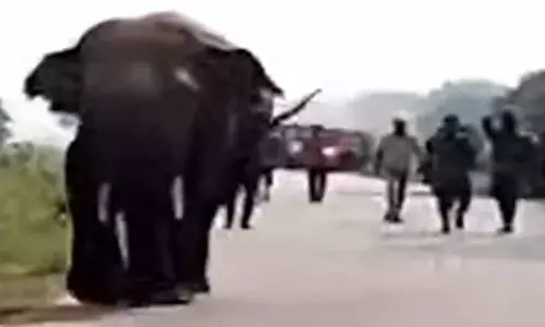 Jumbo walks on highway