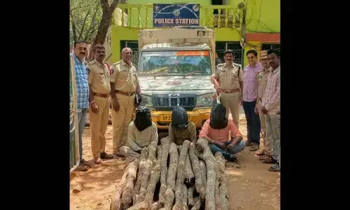 Tirupati: 3 smugglers arrested; 23 red sanders logs seized