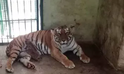 Bannerghatta Biological Park Welcomes New Tiger Cubs