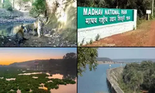 Amazing news, says PM Modi as MP earns another stripe for tiger conservation