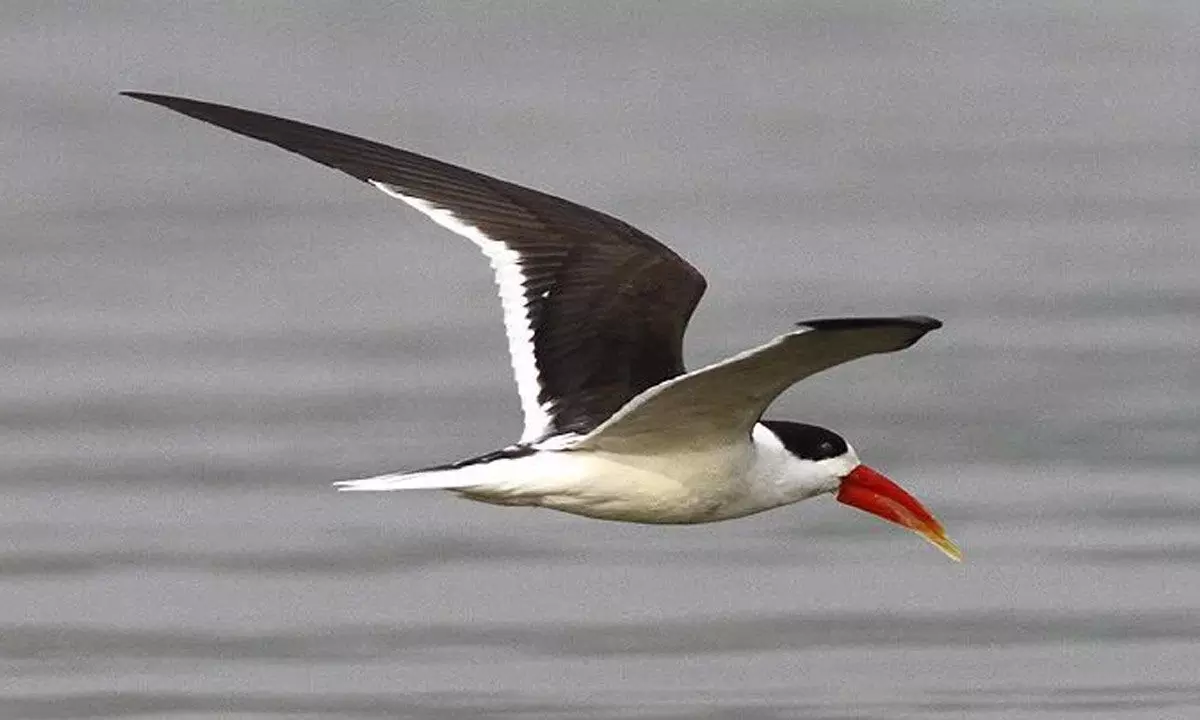 After devotees, preparations underway to welcome Indian skimmers in UP After devotees, preparations underway to welcome Indian skimmers in UP