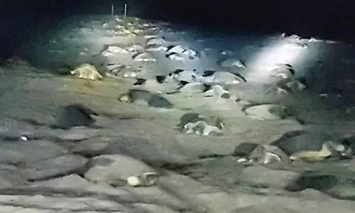 Olive Ridleys lay eggs at Ekakula Nasi after 33 years