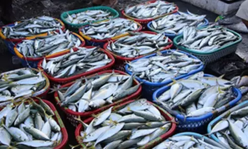 India expected to enter global fisheries certification by 2025 end