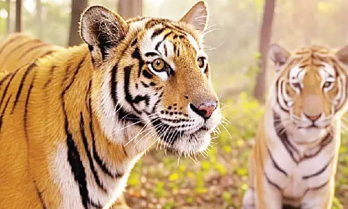 Tiger census in Seshachalam to unveil conservation milestones