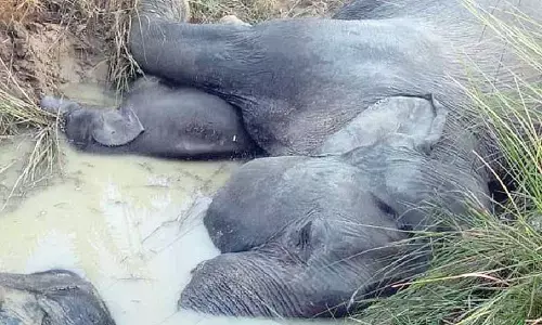Odisha reported 888 elephant deaths in 11 years