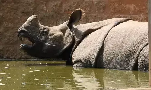 Mysuru Zoo Implements Heat Relief and Avian Influenza Prevention Measures