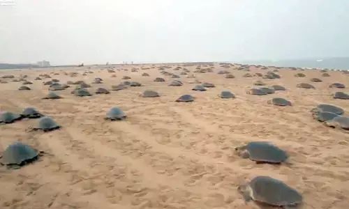 Over 6 lakh Olive Ridleys turn up at Gahirmatha