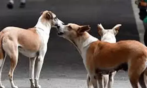 GHMC proposes euthanasia for aggressive strays