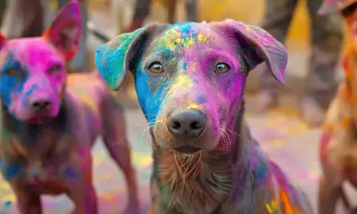 Protect Your Furry Friend From Toxic Holi Colors