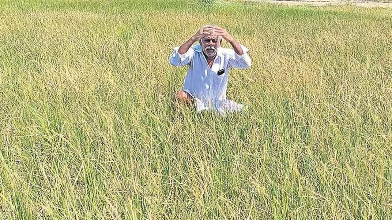 Telangana Farmers’ Assn urges prompt release of water Telangana Farmers’ Assn urges prompt release of water