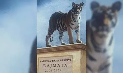 Rajmata will be first tigress of Rajasthan to be honoured with installation of statue at Sariska