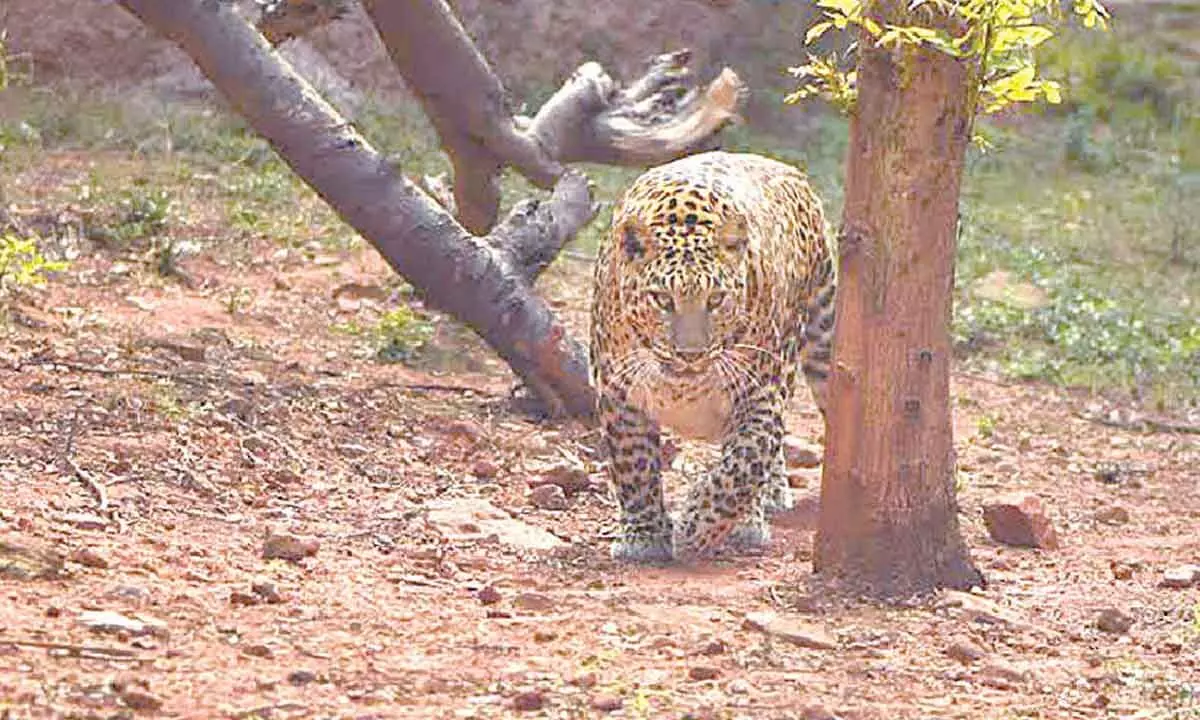 20-Year-old leopard dies at Indira Gandhi zoo