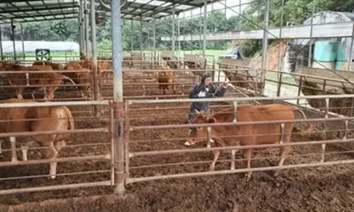 South Korea reports additional foot-and-mouth disease case, total at 5