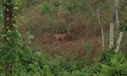 Forest Department resumes efforts to tranquilise tiger in Keralas Idukki