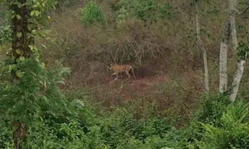 Elusive tiger shot dead after tranquilizer fails in Keralas Idukki