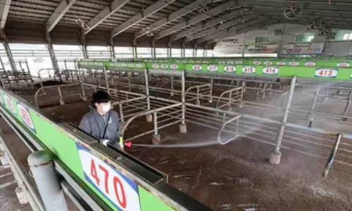 Foot-and-mouth disease cases in South Korea rise to 8