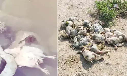 Dead Chickens Dumped in Manjeera River: Authorities Investigate the Incident