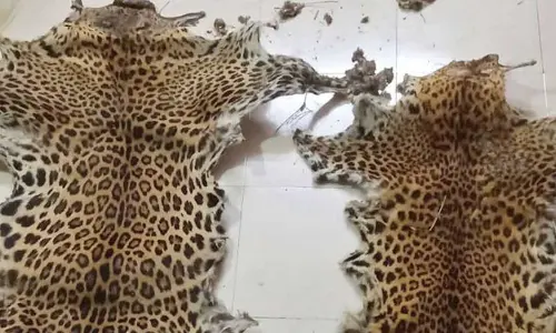 Two tigers killed by poachers in 3 years