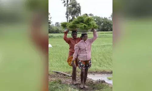 Jai Kisan... Rs 24,439 cr to be ploughed into farm sector