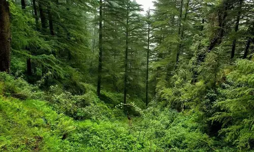 TG govt draws plan to shore up green cover