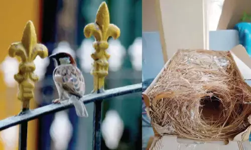 Oh! Nest boxes bob up to save shrinking sparrow population