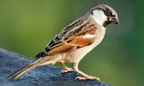 World Sparrow Day 2025: Theme, History, Significance, and Celebration Ideas