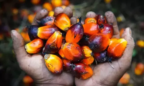 Rethinking Oil Palm on World Water Day: A Friend, Not Foe, to Groundwater Resources