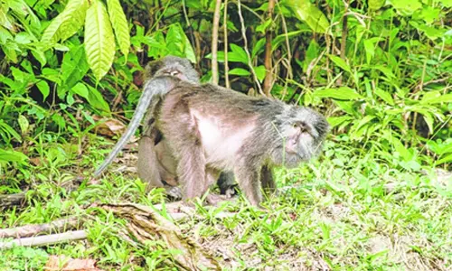 Recipe for ecological disaster: Jairam Ramesh praises scientists body for opposing Great Nicobar project