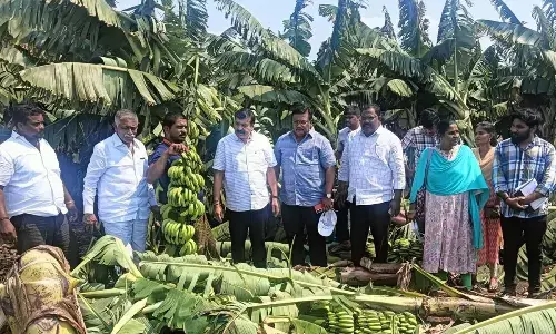 MP assures aid to farmers affected by untimely rains