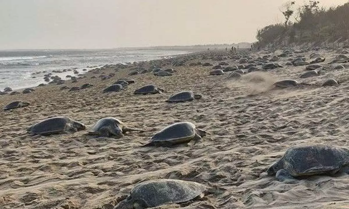 Rushikulya river mouth witnesses 2nd phase mass nesting of Olive Ridleys Rushikulya river mouth witnesses 2nd phase mass nesting of Olive Ridleys