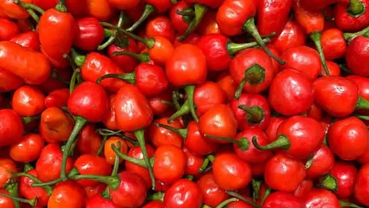 15,000 kg of GI-tagged Dalle Chilly exported from Sikkim to the Solomon Islands: Centre 15,000 kg of GI-tagged Dalle Chilly exported from Sikkim to the Solomon Islands: Centre