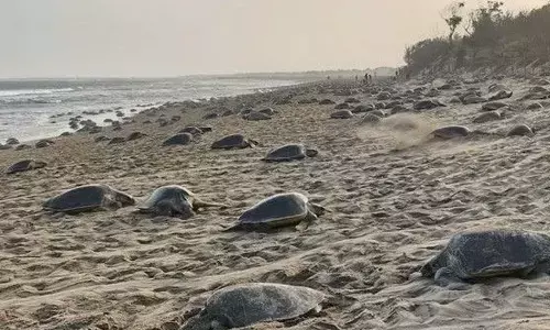 Rushikulya river mouth witnesses 2nd phase mass nesting of Olive Ridleys