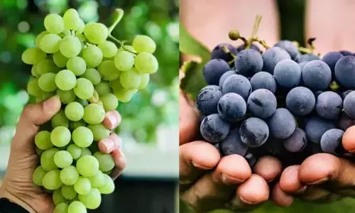 Increasing demand for grapes promises good prices this season