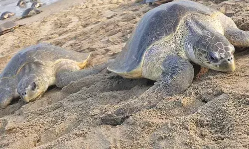 48 Olive Ridleys with metallic tags return to Odisha coast