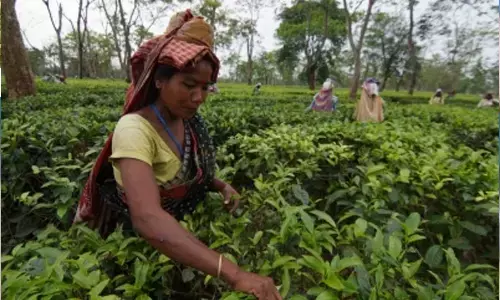 India pips Sri Lanka to become world’s 2nd-largest tea exporter