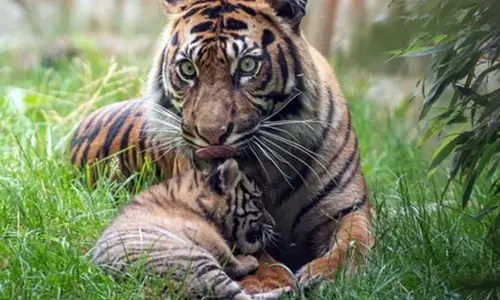 Tribal man killed by tiger in Ooty forest