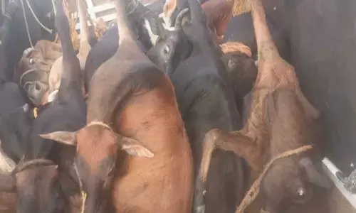 Illegal Cattle Transport Continues Unabated in Mangaluru, 25 Cattle Rescued by Activists