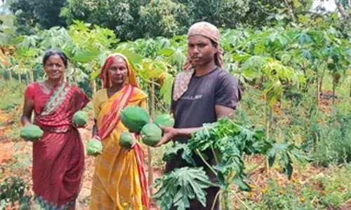 Odisha’s green papaya finds global markets; tribal women setting examples of self-reliance