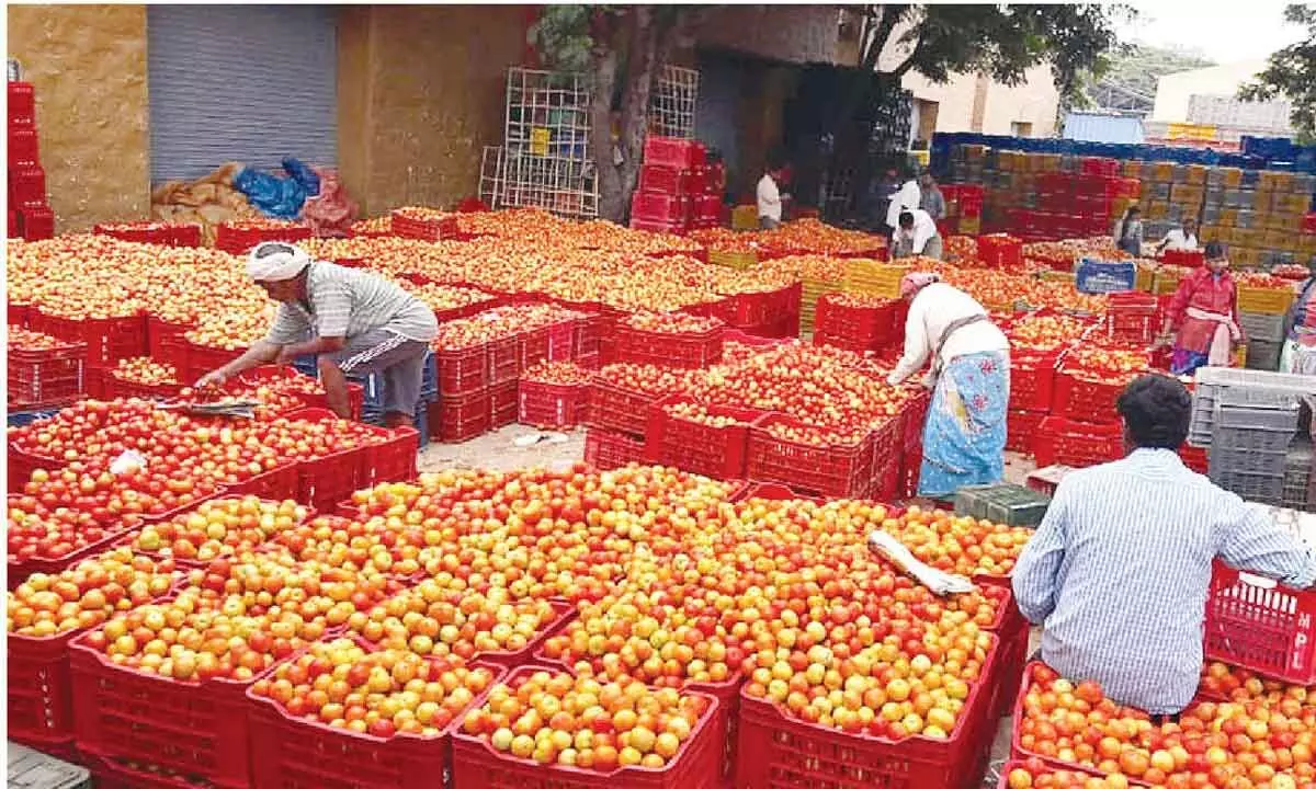 Tomato farmers in distress as prices plummet Tomato farmers in distress as prices plummet