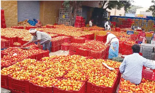 Tomato farmers in distress as prices plummet