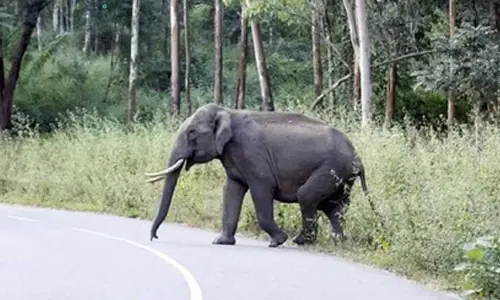 Rampaging elephants kill seven in Jharkhand’s Gumla and Simdega